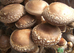 吃香菇有什么好處？吃香菇有什么壞處？