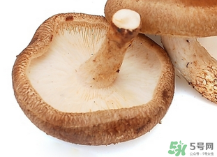 香菇根能吃嗎？香菇的根可以吃嗎？