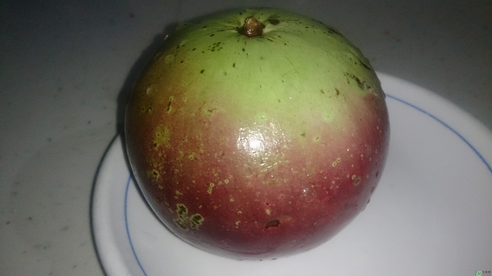 牛奶果怎么吃？牛奶果的功效與作用
