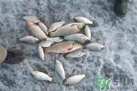 立冬釣魚(yú)如何防止小魚(yú)鬧窩？立冬前后怎樣釣魚(yú)？