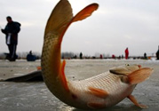 冬天釣魚用什么餌料？冬天釣魚用什么小藥？