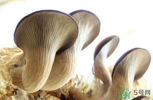 平菇不能和什么一起吃？平菇不能與什么同食？