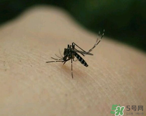 冬天有蚊子嗎？為什么冬天還有蚊子？