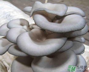 平菇可以放冰箱嗎？平菇在冰箱可以放幾天？