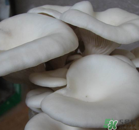 平菇可以放冰箱嗎？平菇在冰箱可以放幾天？