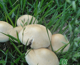 草菇不能和什么一起吃？草菇和什么相克？