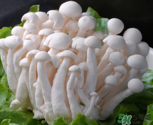 白玉菇孕婦能吃嗎？孕婦可以吃白玉菇嗎？