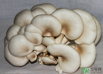 平菇怎么保存？平菇能放幾天？