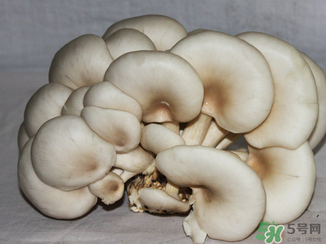 吃平菇有什么好處？平菇怎么做好吃？