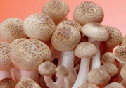 草菇可以放冰箱嗎？草菇放冰箱還能吃嗎？