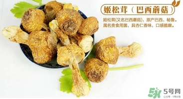 巴西蘑菇怎么吃？巴西蘑菇的作用與功效