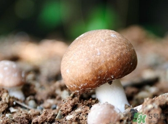 巴西蘑菇怎么吃？巴西蘑菇的作用與功效