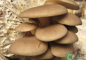 吃平菇會中毒嗎？平菇吃了會中毒嗎？
