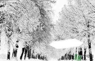 小雪喝什么茶？小雪茶品推薦