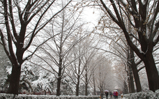 下雪可以殺死病毒嗎 下雪能殺病毒嗎