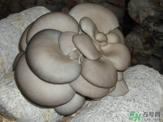 平菇是什么樣子？平菇是怎么長出來的？