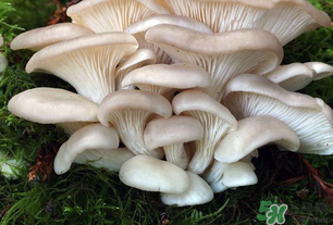 坐月子能吃平菇嗎？坐月子能不能吃平菇？