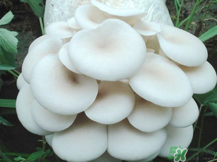 坐月子能吃平菇嗎？坐月子能不能吃平菇？