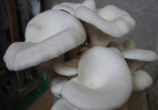 坐月子能吃平菇嗎？坐月子能不能吃平菇？