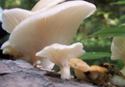 孕婦可以吃平菇嗎？孕婦吃平菇有什么好處？