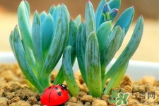 冬天陽(yáng)臺(tái)種什么植物好？冬天種什么植物好養(yǎng)活？
