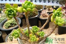 冬天陽(yáng)臺(tái)種什么植物好？冬天種什么植物好養(yǎng)活？