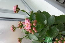 冬天陽(yáng)臺(tái)種什么植物好？冬天種什么植物好養(yǎng)活？