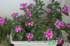 冬天種什么花好？冬天種什么花好養(yǎng)活？