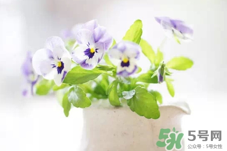 冬天種什么花好？冬天種什么花好養(yǎng)活？