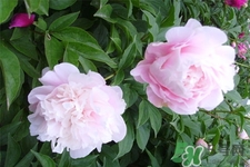冬天種什么花好？冬天種什么花好養(yǎng)活？