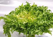 苦菊可以減肥嗎？苦菊怎么吃可以減肥？