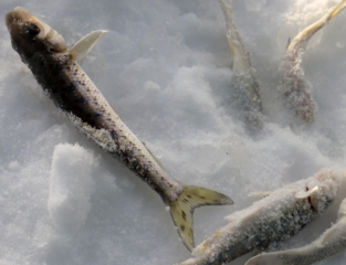 冬天怎么釣魚？冬天怎么釣鯽魚？