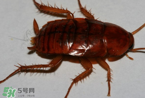 冬天有蟑螂嗎？蟑螂冬天還有嗎？