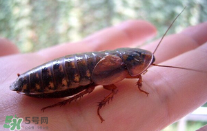 冬天有蟑螂嗎？蟑螂冬天還有嗎？