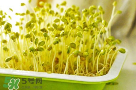 冬天可以發(fā)豆芽嗎？冬天怎樣發(fā)黃豆芽？