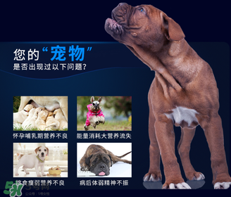狗狗營(yíng)養(yǎng)膏一天吃幾次？狗狗營(yíng)養(yǎng)膏一天喂多少？