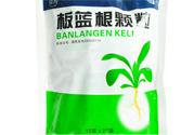 冬天喝板藍(lán)根好嗎？板藍(lán)根的功效與作用