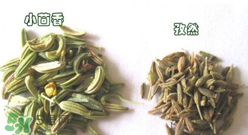 小茴香是孜然嗎？小茴香和孜然的區(qū)別