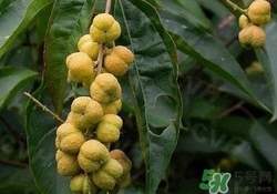 巴豆可以治療便秘嗎？便秘可以吃巴豆嗎？
