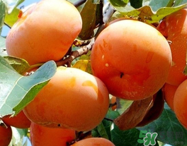 一天可以吃幾個柿子？柿子每天可以吃幾個？