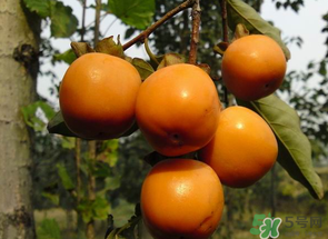 一天可以吃幾個柿子？柿子每天可以吃幾個？