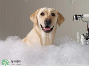 冬天狗狗多久洗一次澡？狗狗冬天久洗一次澡？