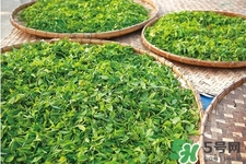 口含茶葉能治口臭嗎？口含茶葉有什么作用？