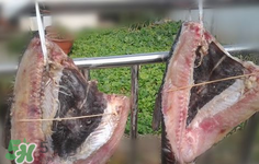 新鮮魚(yú)怎么腌制咸魚(yú)塊？咸魚(yú)塊怎么腌制