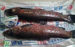 新鮮魚(yú)怎么腌制咸魚(yú)塊？咸魚(yú)塊怎么腌制