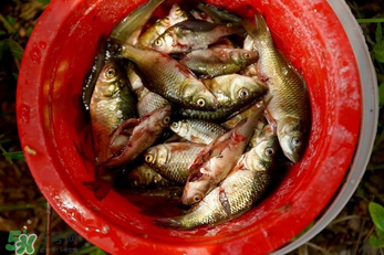 腌魚用什么容器？腌魚用什么裝？