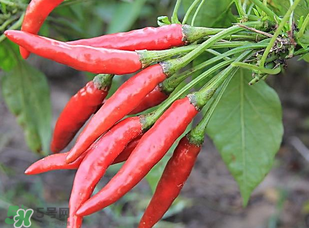 辣椒變紅能吃嗎？辣椒為什么會變紅？