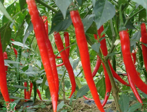 辣椒變紅能吃嗎？辣椒為什么會變紅？