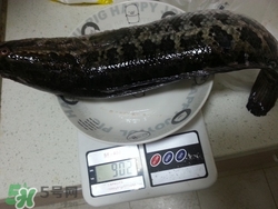 一斤魚可以做多少魚丸？一斤魚可以做幾個(gè)魚丸？