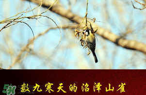 2017年三九四九是什么時候？2017年四九是哪天？